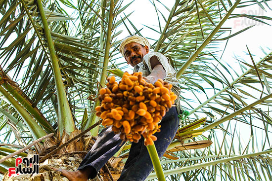 نخيل البارمي